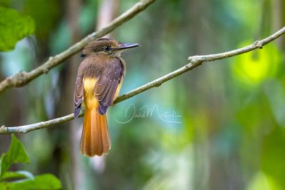 Tropical Royal Flycatcher (Onychorhynchus coronatus)