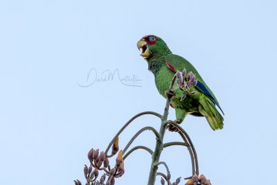 White-fronted Amazon (Amazona albifrons)