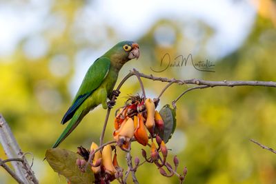 Orange-fronted Parakeet (Eupsittula canicularis)