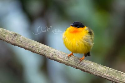 Orange-collared Manakin (Manacus aurantiacus)