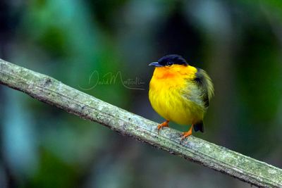Orange-collared Manakin (Manacus aurantiacus)