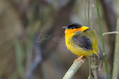 Orange-collared Manakin (Manacus aurantiacus)