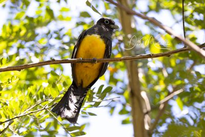 Northern Black-throated Trogon (Trogon tenellus)