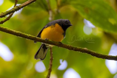 Slate-throated Redstart (Myioborus miniatus)