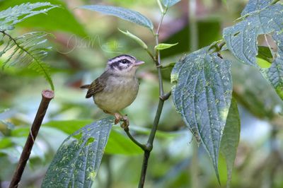 Costa Rican Warbler (Basileuterus melanotis)