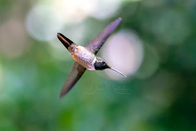 Volcano Hummingbird (Selasphorus flammula)