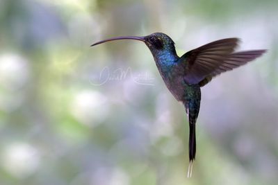 Green Hermit (Phaethornis guy)