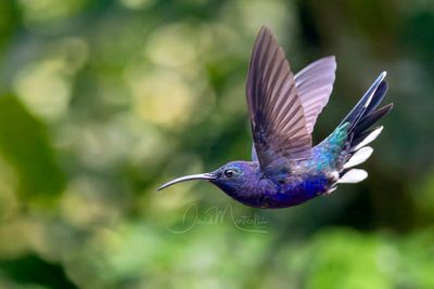 Violet Sabrewing (Campylopterus hemileucurus)