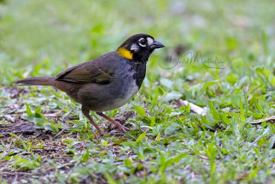White-eared Ground-Sparrow (Melozone leucotis)