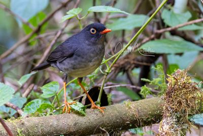 Slaty-backed Nightingale-Thrush (Catharus fuscater)