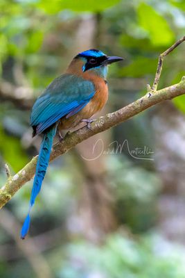 Lesson's Motmot (Momotus lessonii)