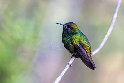 Coppery-headed Emerald (Microchera cupreiceps)