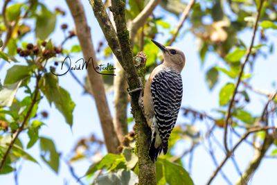 Hoffmann's Woodpecker (Melanerpes hoffmannii)