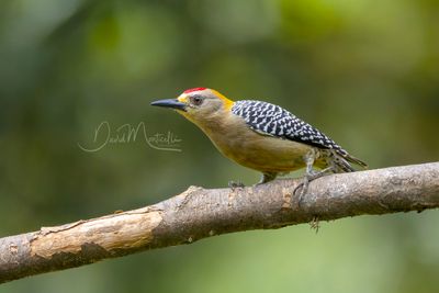 Hoffmann's Woodpecker (Melanerpes hoffmannii)