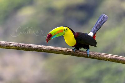Keel-billed Toucan (Ramphastos sulfuratus)