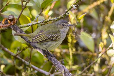 Mistletoe Tyrannulet (Zimmerius parvus)