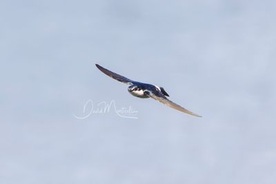 Mangrove Swallow (Tachycineta albilinea)