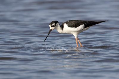 Black-necked Stilt (Himantopus mexicanus)