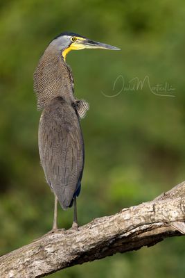 Bare-throated Tiger-Heron (Tigrisoma mexicanum)
