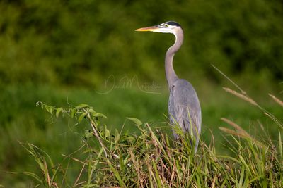 Great Blue Heron (Ardea herodias)