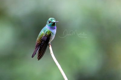 Blue-chested Hummingbird (Polyerata amabilis)