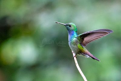 Blue-chested Hummingbird (Polyerata amabilis)