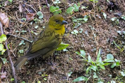 Carmiol's Tanager (Chlorothraupis carmioli)