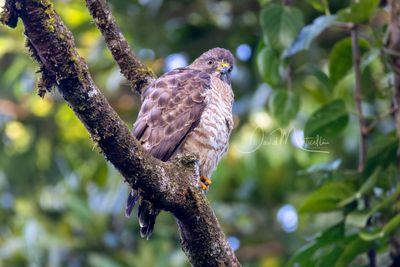 Roadside Hawk (Rupornis magnirostris)