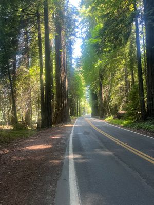 Avenue of the Giants