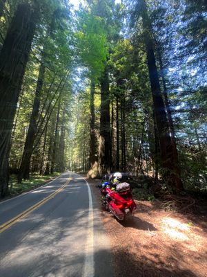 Avenue of the Giants