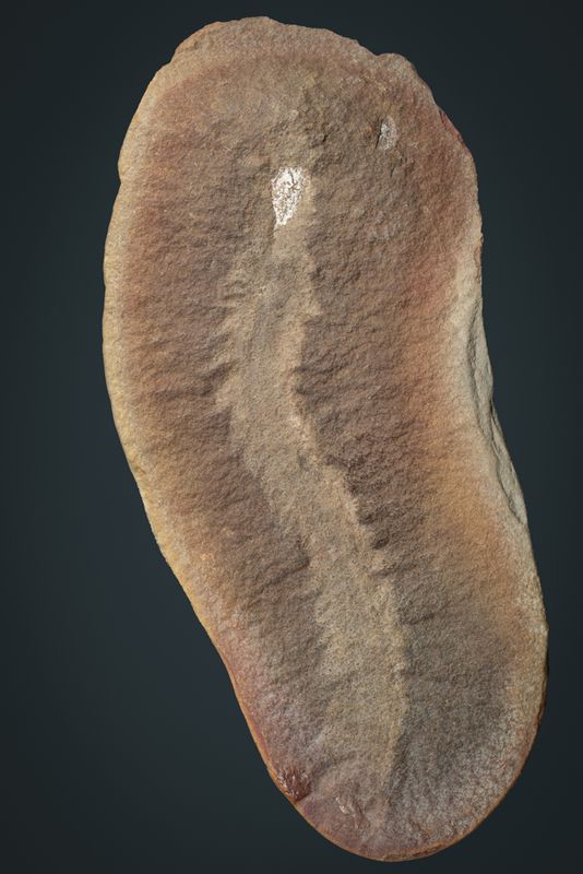 Dryptoscolex matthiesi, 10 cm worm in part and counterpart. Mazon Creek. A patch of kaolinite highlights the location of the jaw