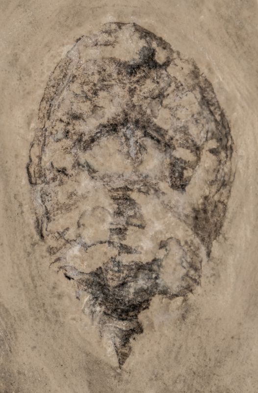 25 mm synziphosuran, Pseudoniscus roosevelti, from Williamsville Formation, Bertie Group, Fort Erie, Ontario, Canada
