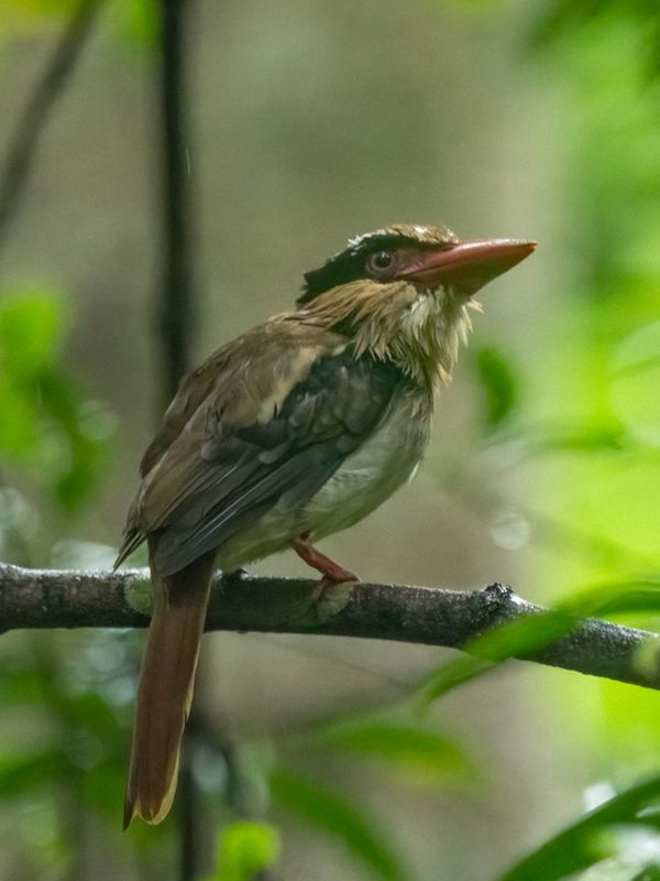 Sulawesi lilac kingfisher (Cittura cyanotis), Tangkoko