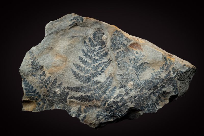Ferns, Coniopteris hymenophylloides, from the Middle Jurassic Aalenian at Whitby