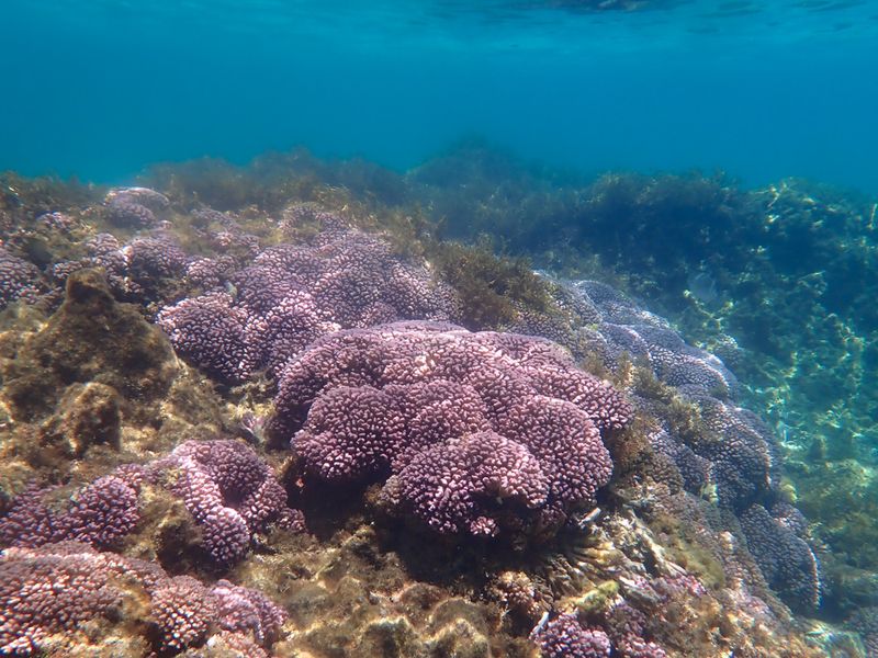 Australias southernmost reef at Rottnest, Pocillopora damicornis
