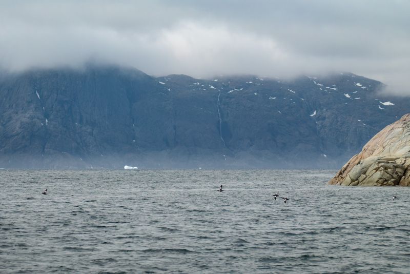 Black guillemots