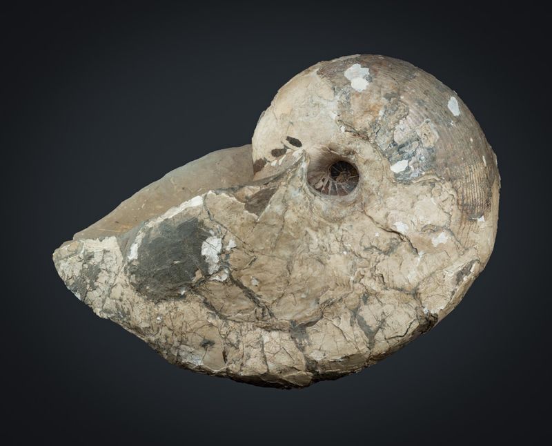 Cenoceras cf astacoides,  Ibex Zone, Lower Lias, Lower Jurassic, Blockley Brick Pit, 