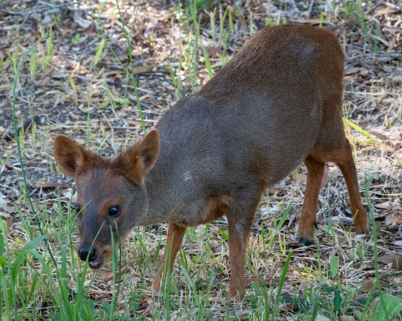 Pudu, Volcan Osorno