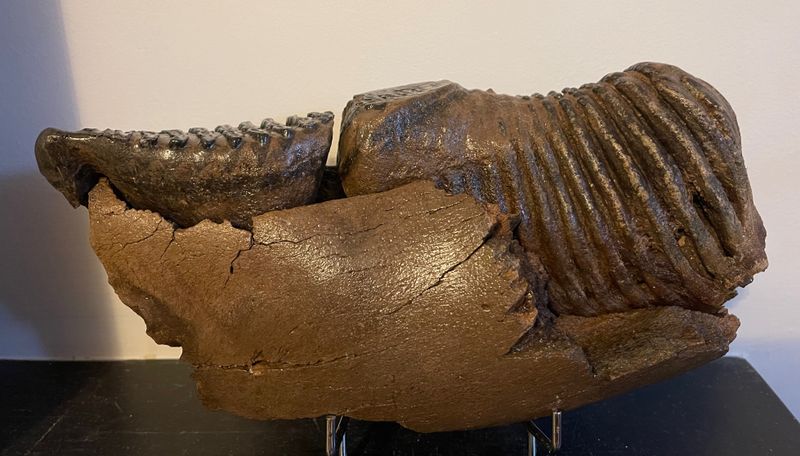 Mammuthus primigenius, 30 cm, Lena River, Siberia. Subadult showing worn p4 and m1.