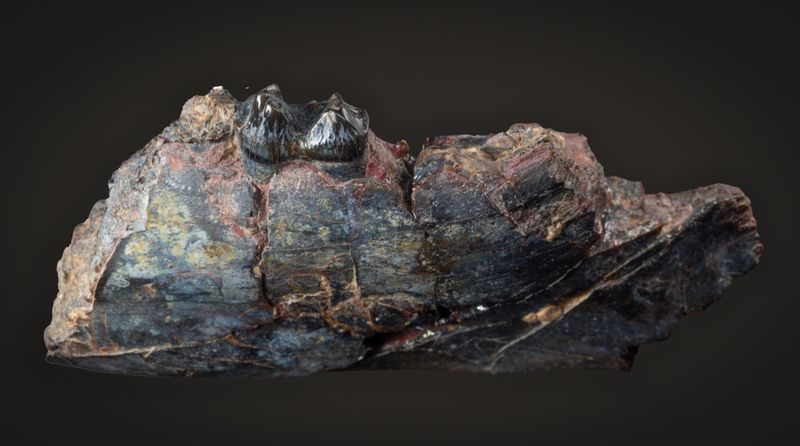 Homogalax, excellent 10 mm molar in 64 mm jaw segment, Willwood Formation, Wasatchian, Lower Eocene, Big Horn Basin, Wyoming