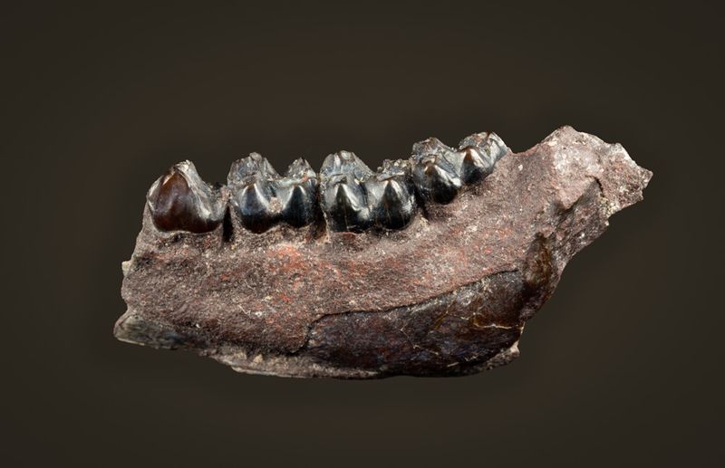 Hyopsodus sp, 4 excellent teeth in 18 mm lower jaw, Lower Eocene tube-sheep, early ungulate, basal to the Perissodactyla