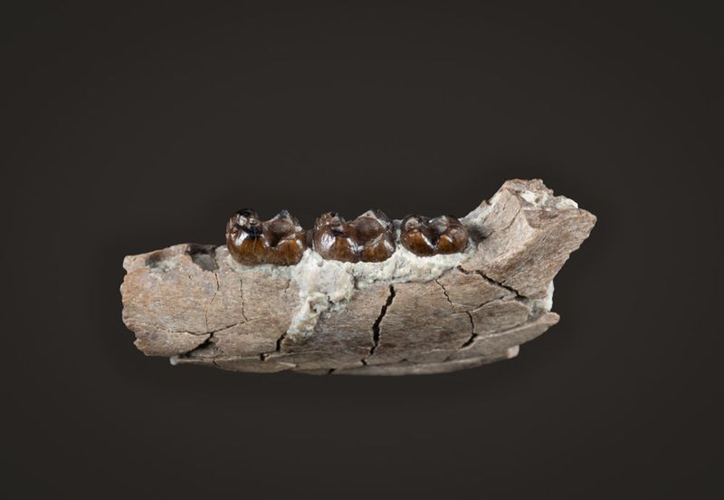 Haplomylus sp., hyopsodontid, 3 teeth in 18 mm lower jaw, Willwood Formation, Wasatchian, Lower Eocene, Bighorn Basin, Wyoming