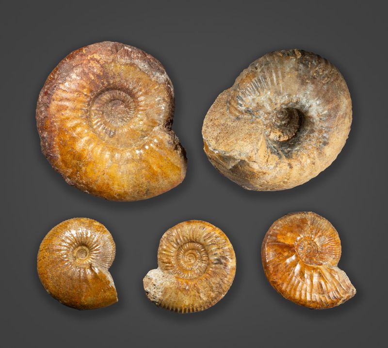 A group of ammonites from the Callovian of the South Cave-Newbald area, East Yorkshire. Diameters range from 4.5 cm to 8 cm. 