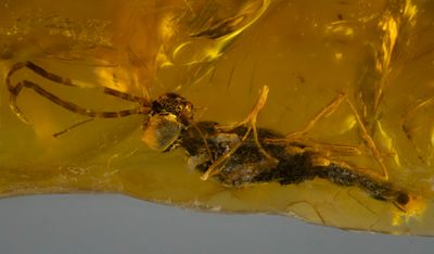 New Jersey, Raritan Formation, 6 mm wasp (Ichneumonidae?)