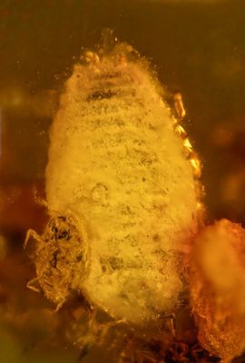New Jersey female coccoid scale insect (3 mm) with tiny male