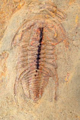 Balcoracania dailyi (12 mm long), Emu Bay Shale Fm, Lower Cambrian, S Australia, showing mineralized gut.