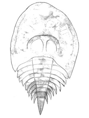 Pseudoniscus auf roosevelti reconstruction (drawn over photo of fossil)