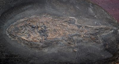 Early Carboniferous palaeoniscid Cheese Bay