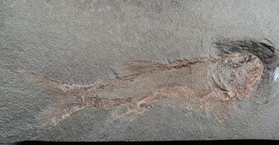 11 cm long complete palaeoniscid fish. Bear Gulch.