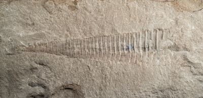 Reticycloceras, 128 mm in micrite. Bear Gulch, Fergus County, Montana, USA.